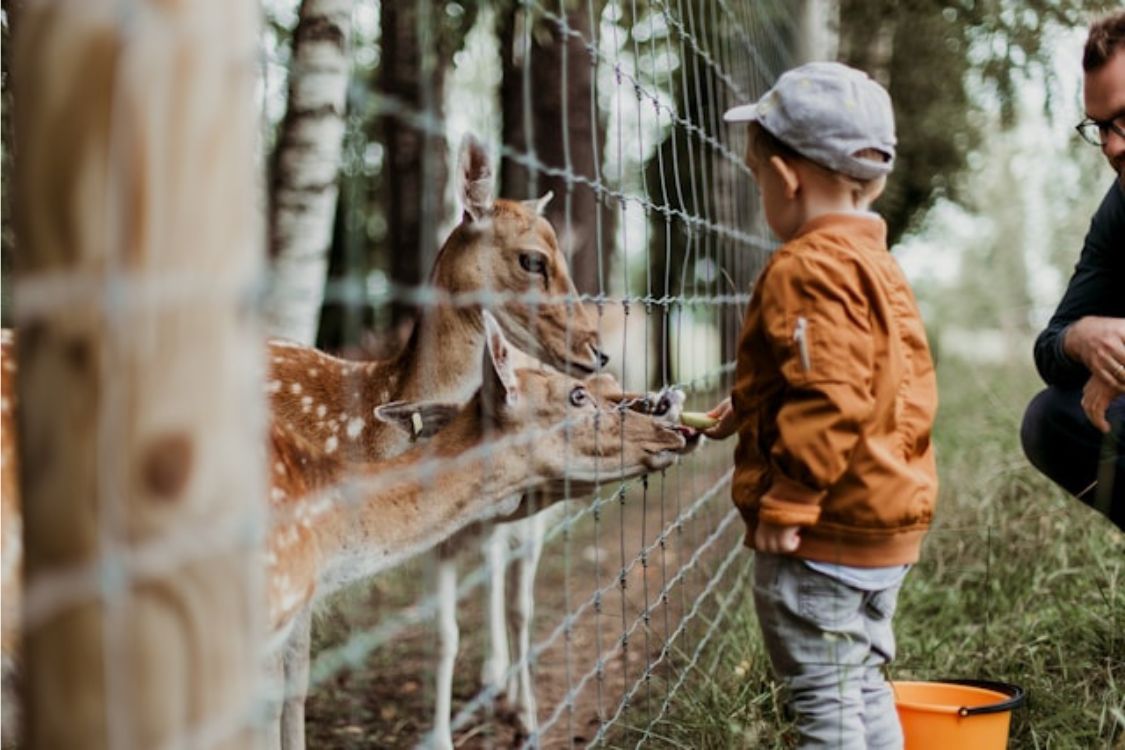 Kind in dierentuin